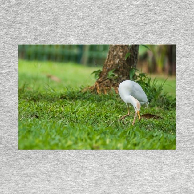 Cattle Egret 4 by KensLensDesigns